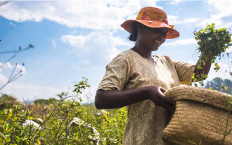 Woman in hat harvesting plants in a field