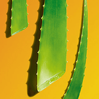 Aloe vera